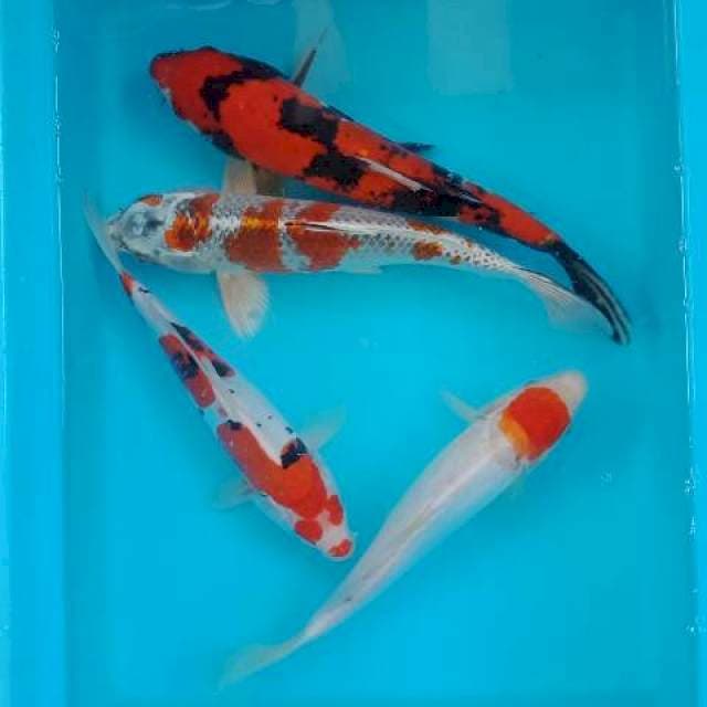 MIX KOI UK 25-30 CM