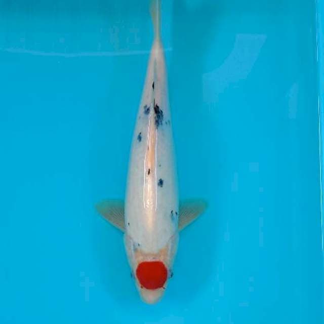TANCHO SANKE 31 CM