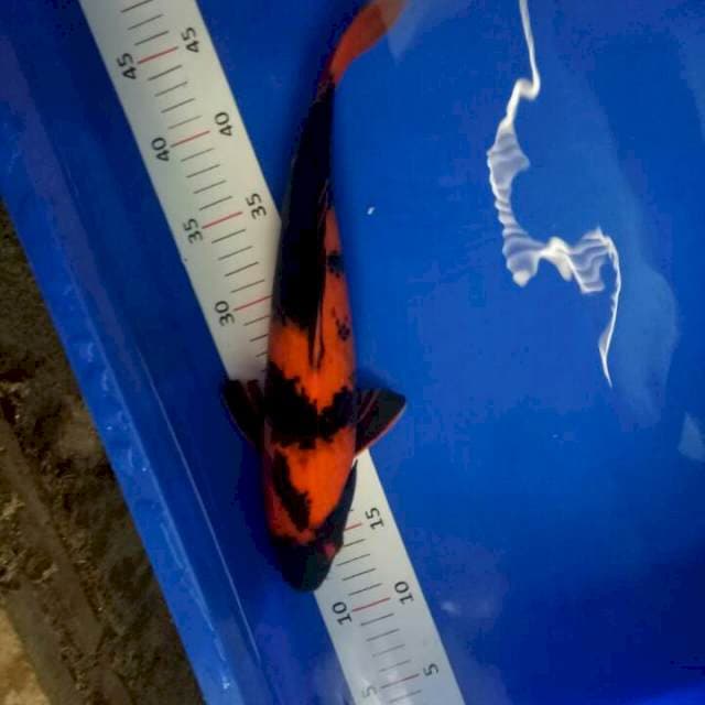 Hi Utsuri 34 cm