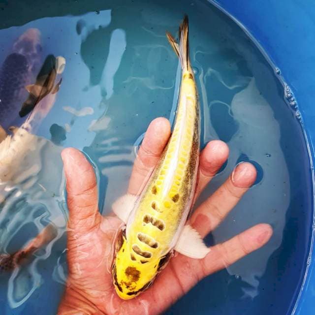 Kiko Doitsu 20cm