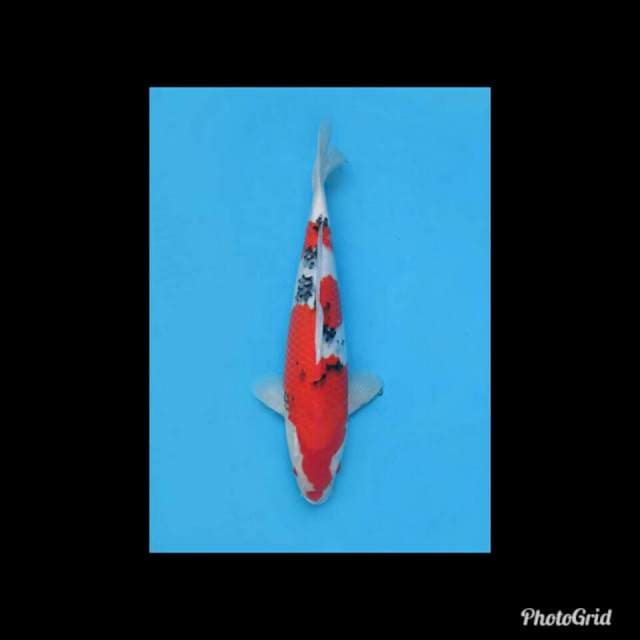 Sanke Good Quality - 35cm Male