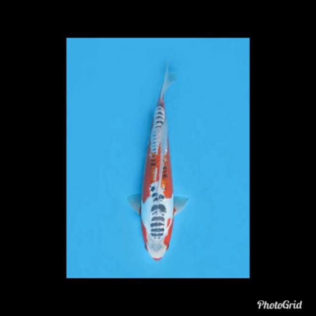 Hanna Shusui - 35cm Male
