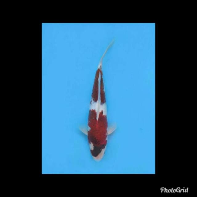 Ai Goromo - 31cm Male