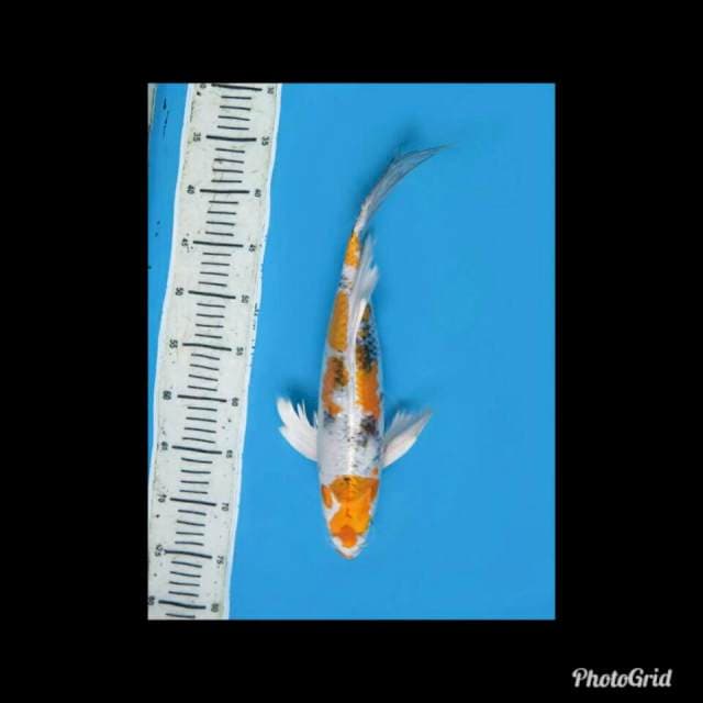 Kumpay Unique - 38cm Female