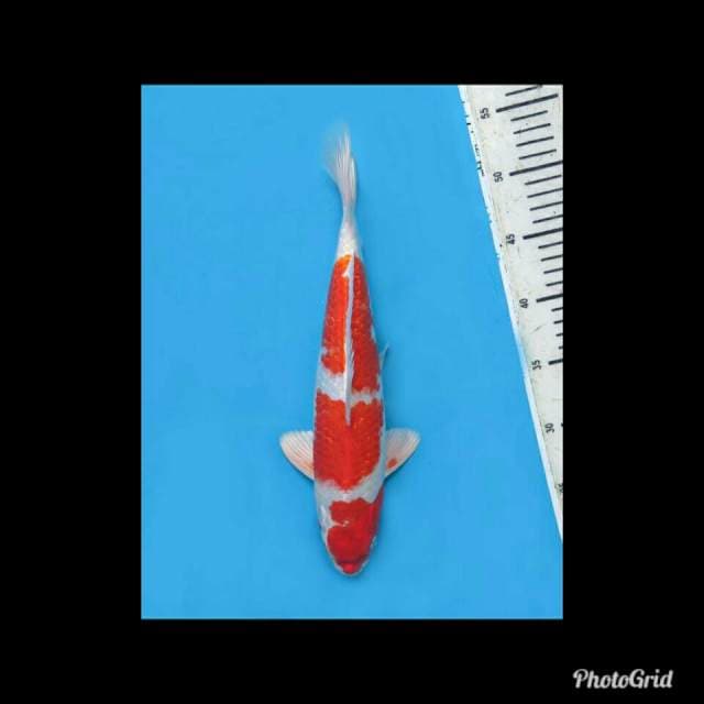 Gin Kohaku Ginrin - 35cm Male