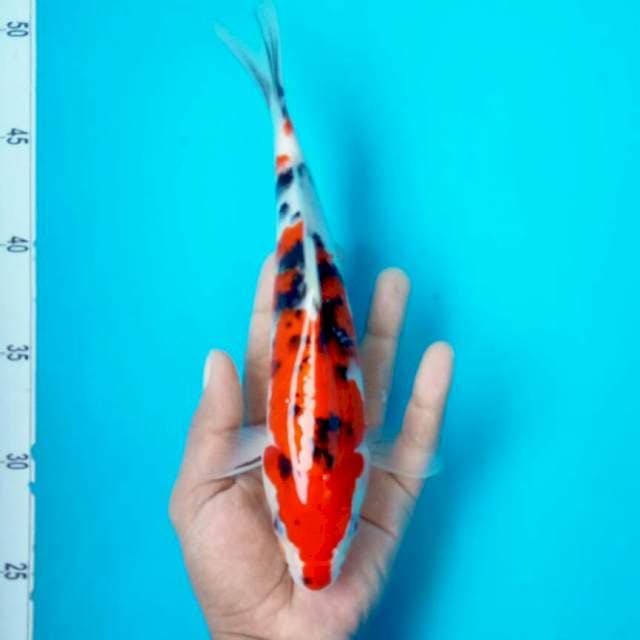 Sanke || 26cm