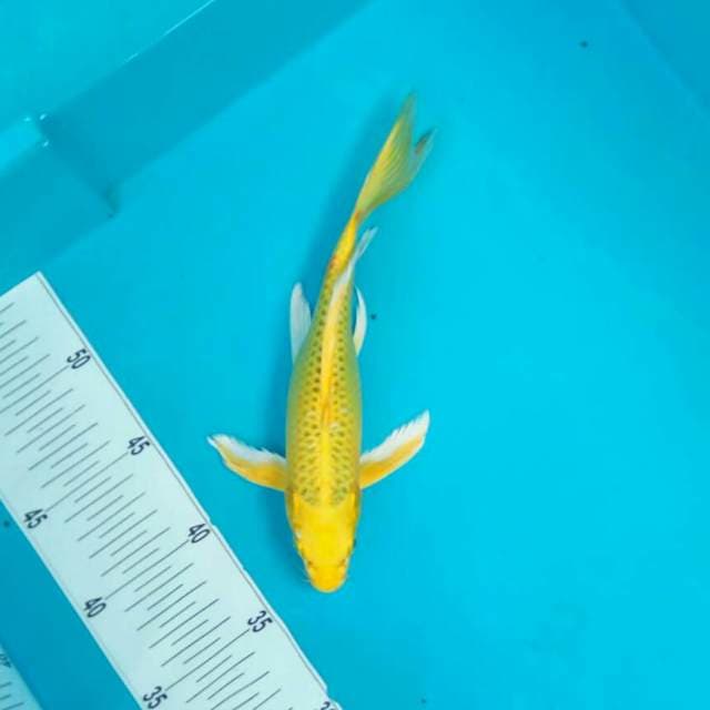 Ogon Kumpay || 25cm