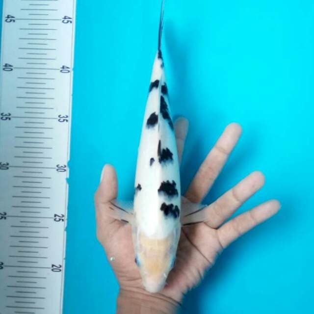 Bekko || 27cm
