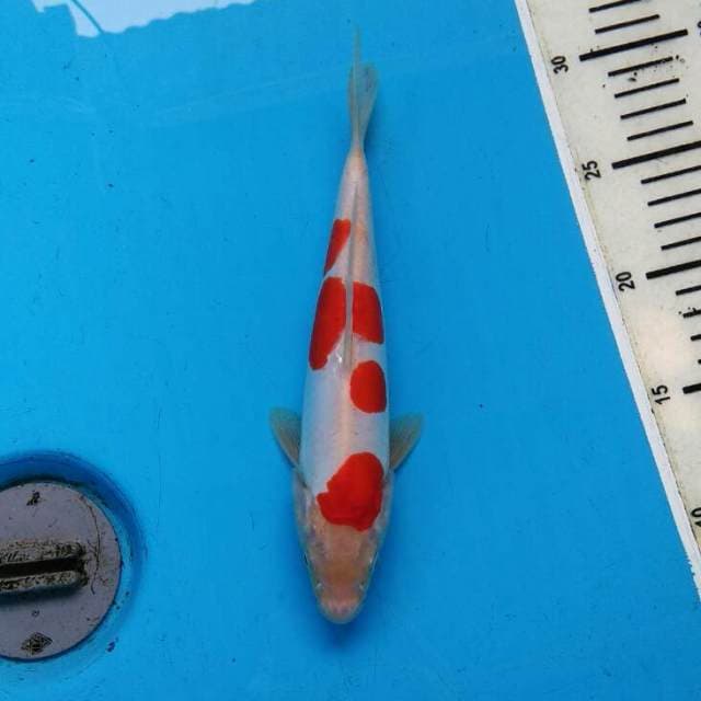KOHAKU YONDAN DOITSU