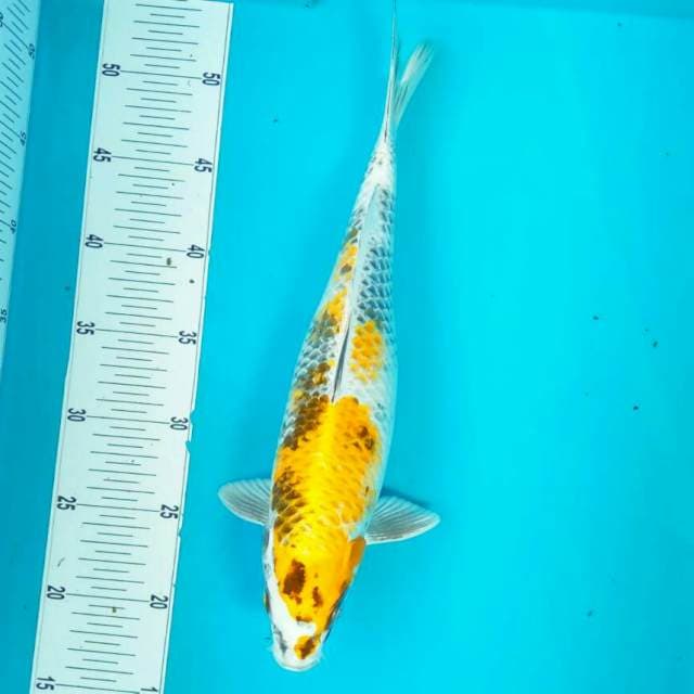 Kin Showa LIMITED || 36cm