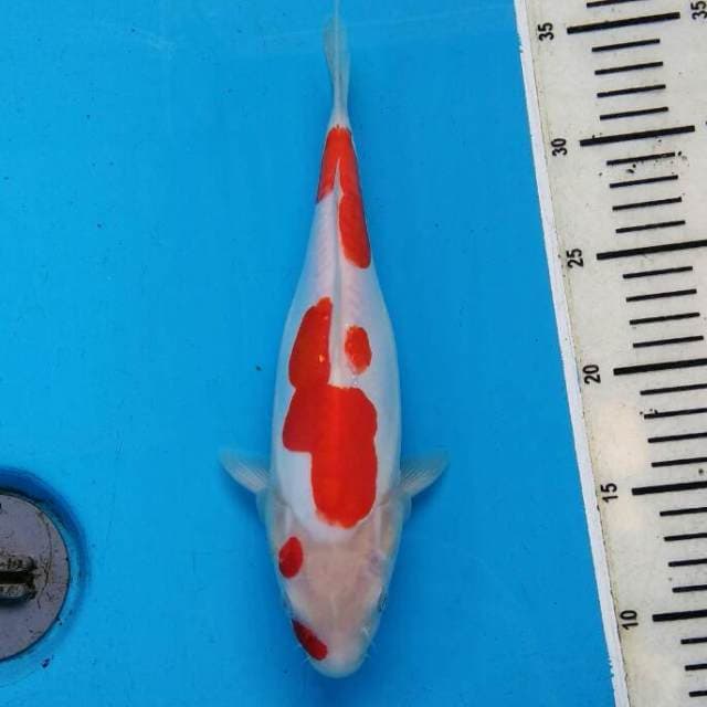 KOHAKU DOITSU