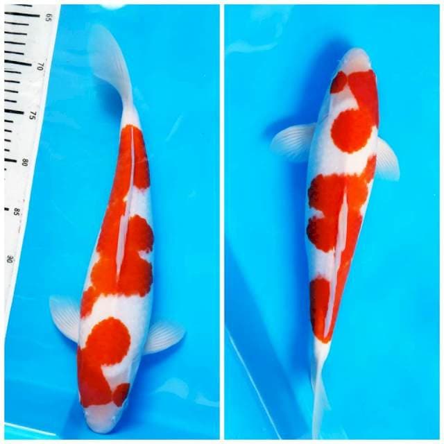 KOHAKU READY FOR SHOW