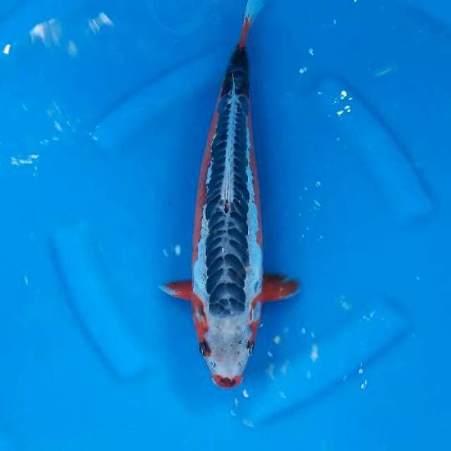 Shusui, Male