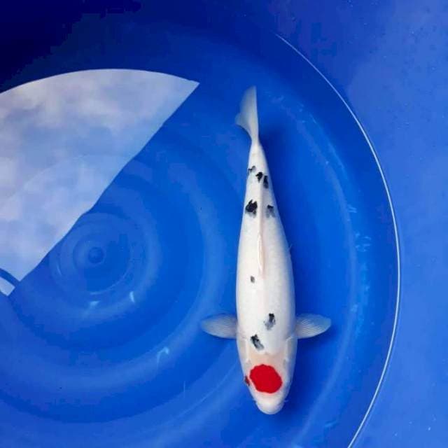 42CM ORIGINAL TANCO