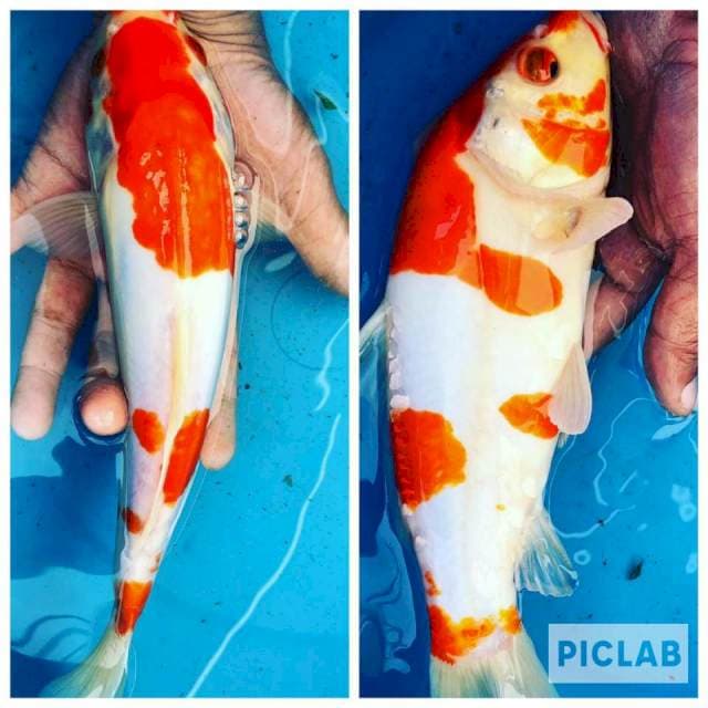Kohaku Doitsu 30cm