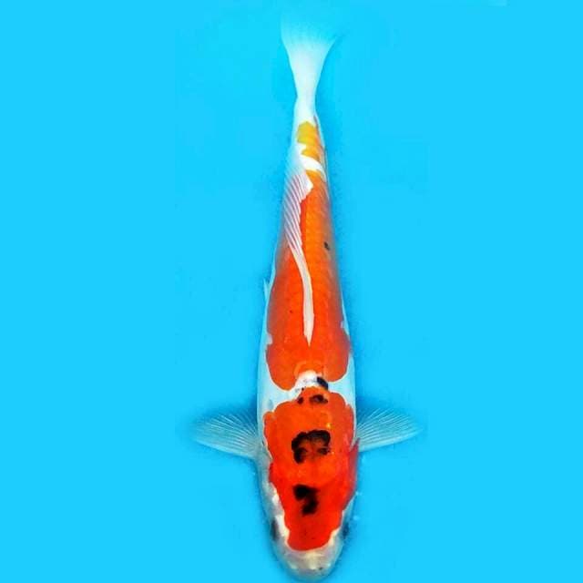 Kiko ob 26cm