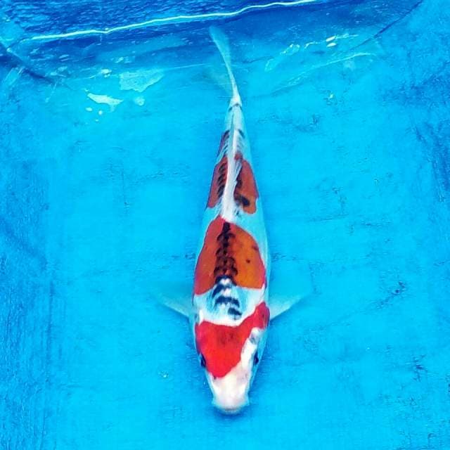 Kiko 23cm
