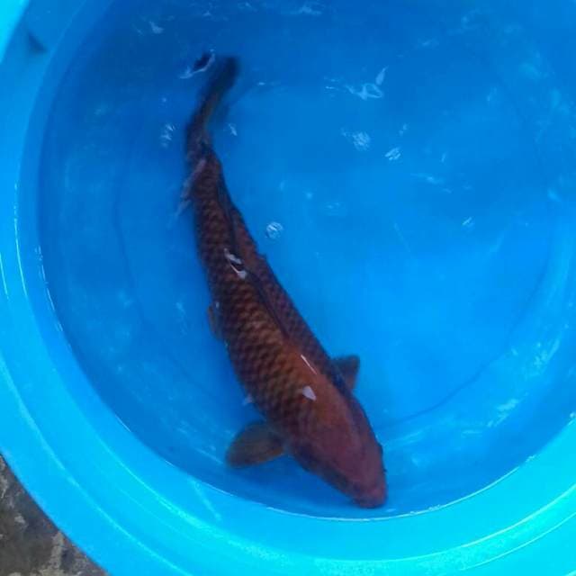 Tembaga 38cm