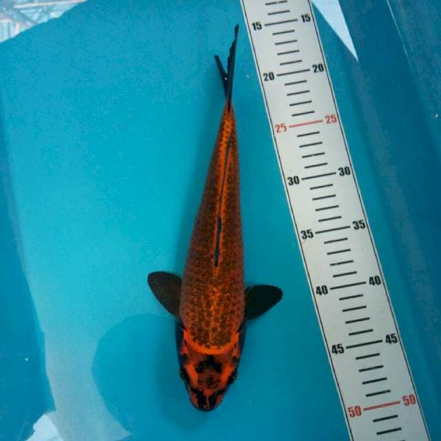 Antikan 30cm