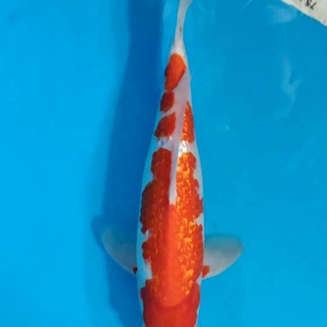 Kohaku josss