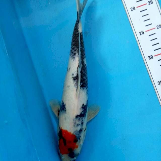 Tancho Showa 33cm