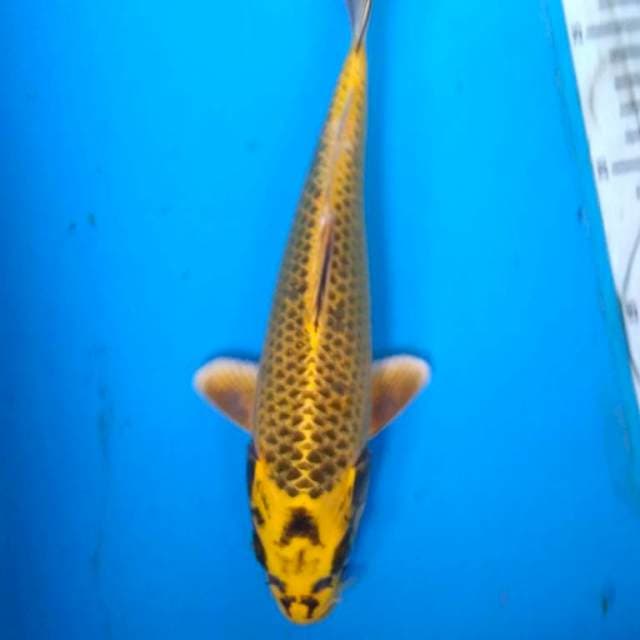 Mukashi