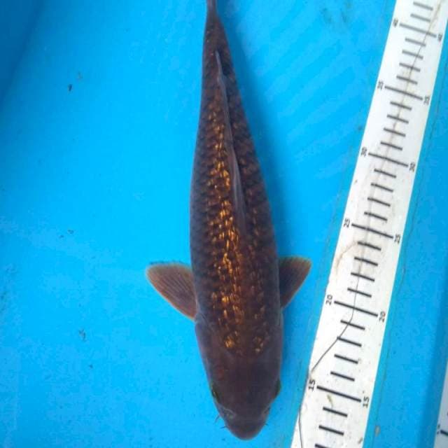 CHAGOI GINRIN 30 cm