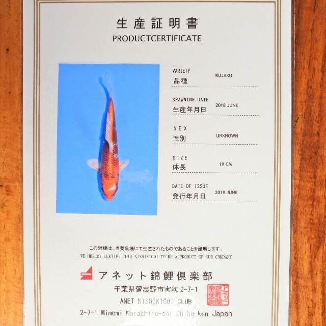 Kujaku (Aneto) 19 cm. import dan sertifikat