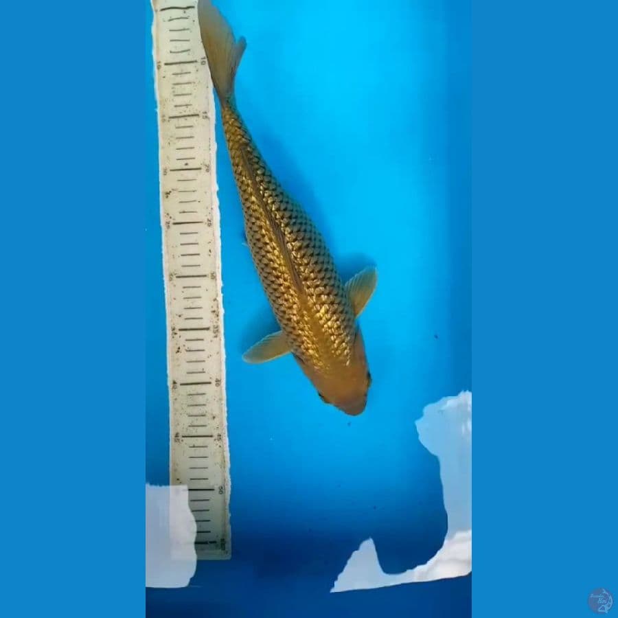 midori ginrin 35 cm