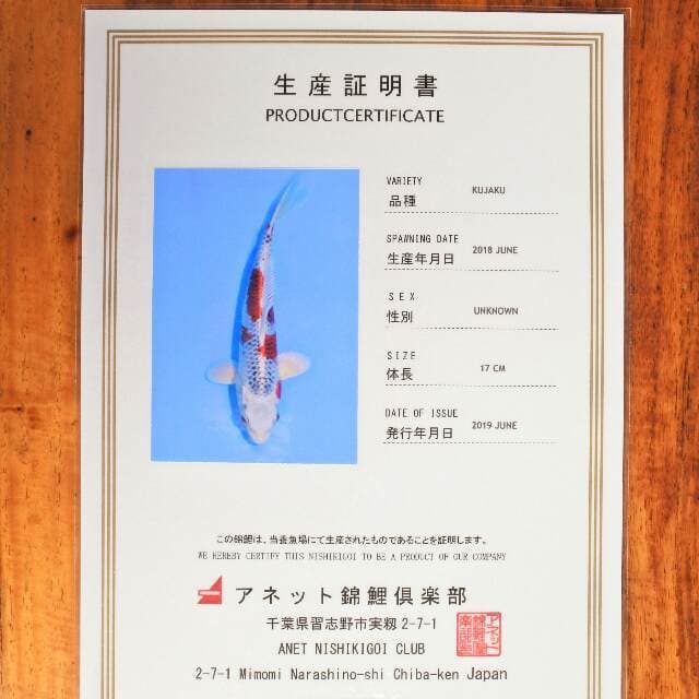 Kujaku (Aneto) 17 cm. Import dan sertifikat