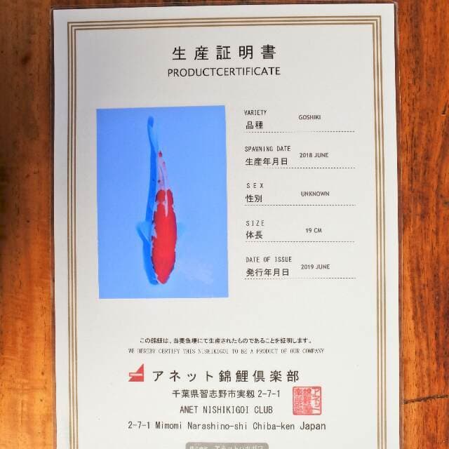 Goshiki (Aneto) 19 cm. Import dan sertifikat