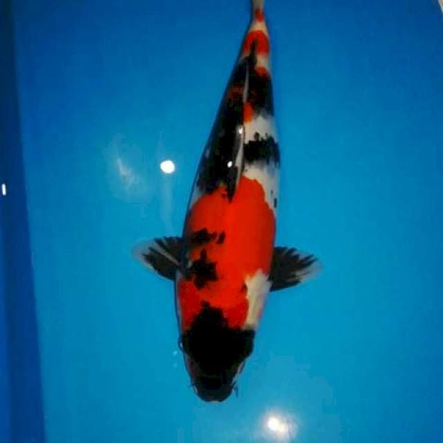 40cm Showa