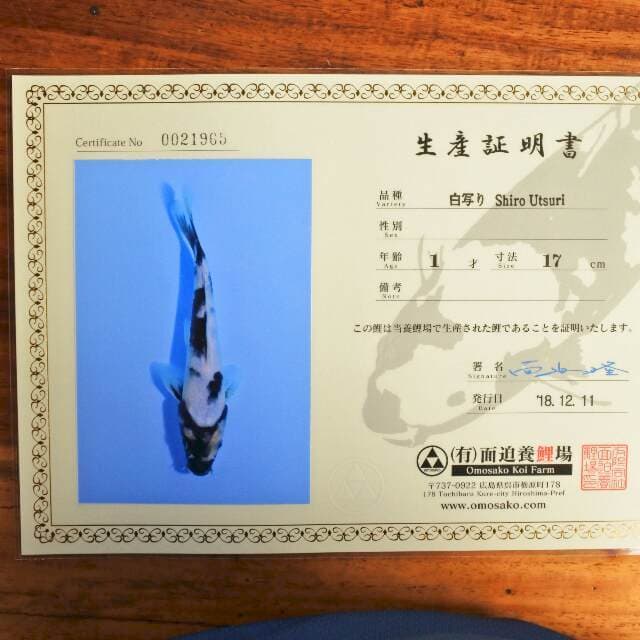 Shiro Utsuri ( Omosako) 17 cm. Import dan sertifikat