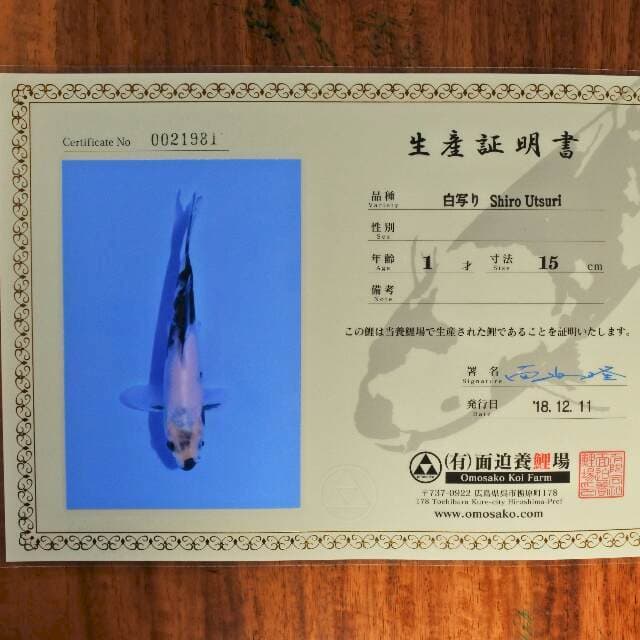 Shiro Utsuri (Omosako) 15 cm. Import dan sertifikat