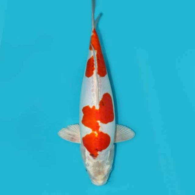 Kikushui 35 cm