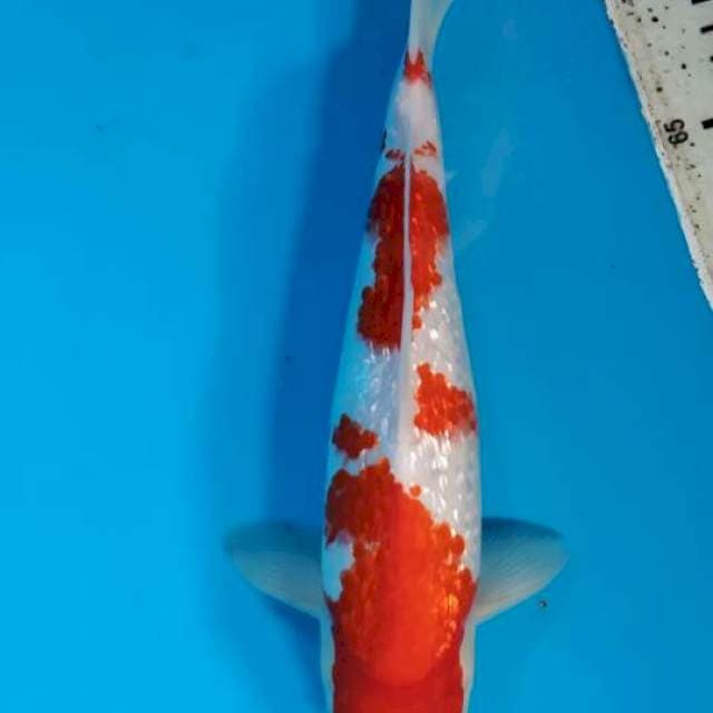 Kohaku