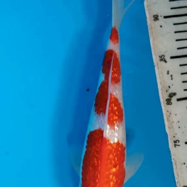 Kohaku 3