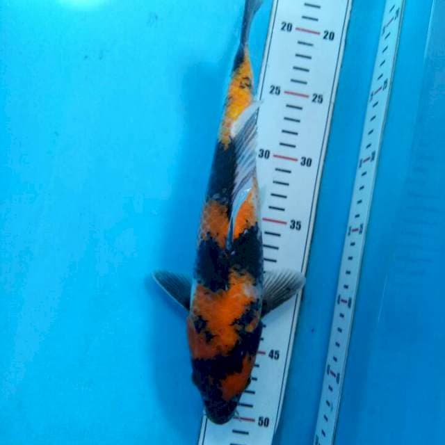 Hi Showa 31cm