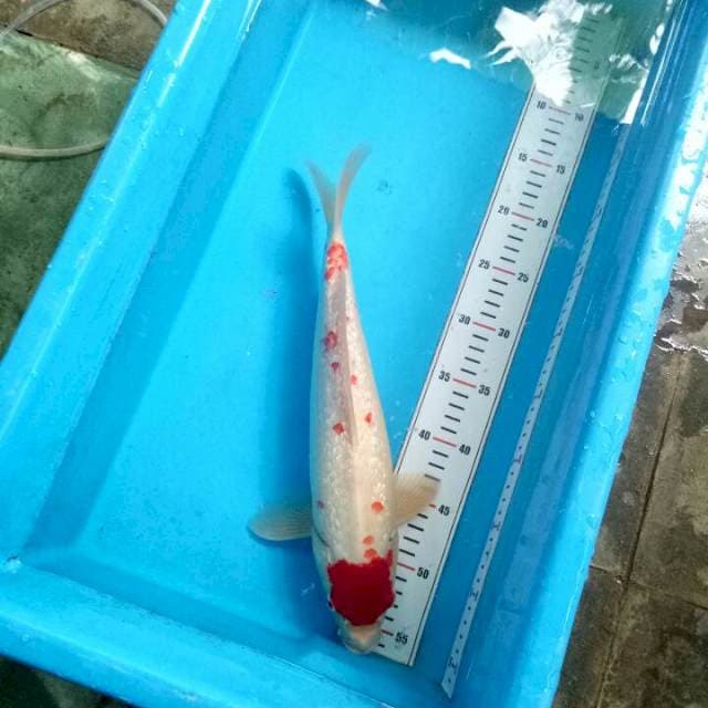 Tancho Kohaku Kanoko Gindrin