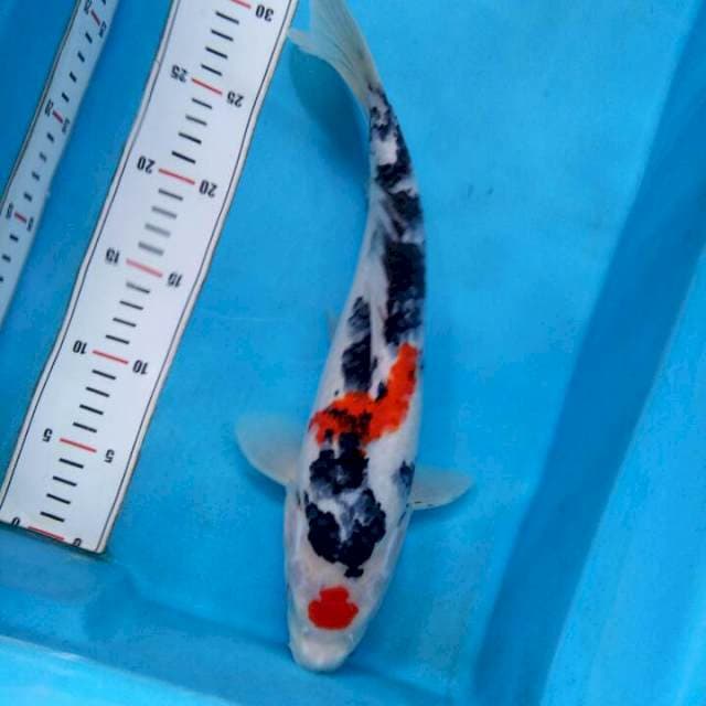 Showa Maruten 35cm