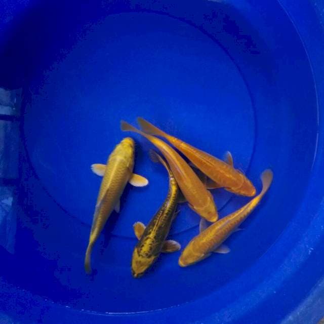 Kuning Layak Koleksi