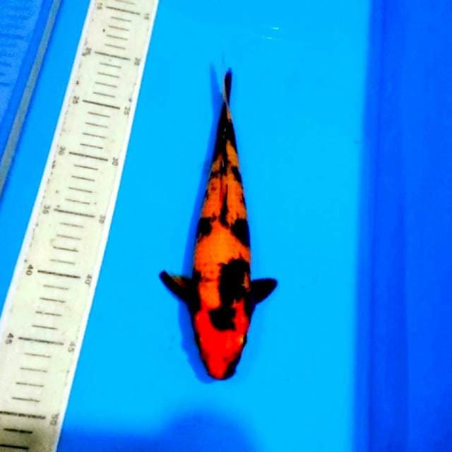 Hiutsuri kualitas show
