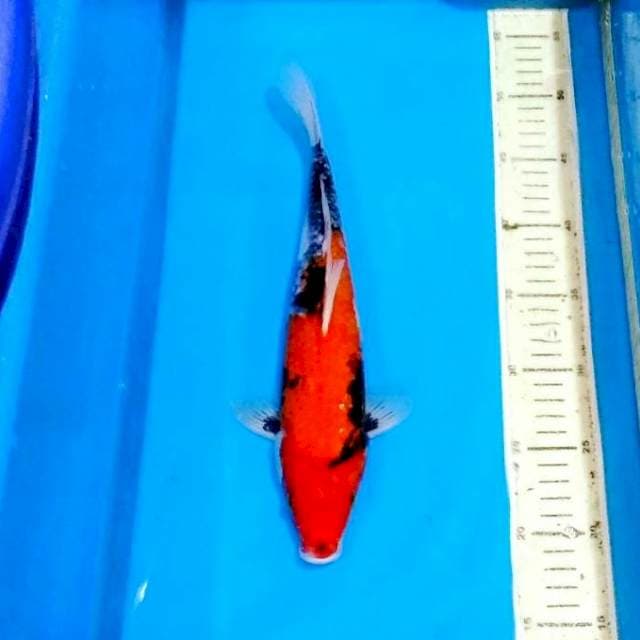 Beni matsukawabake