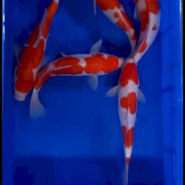 Paket Kohaku 3 doitsu 2 sisik