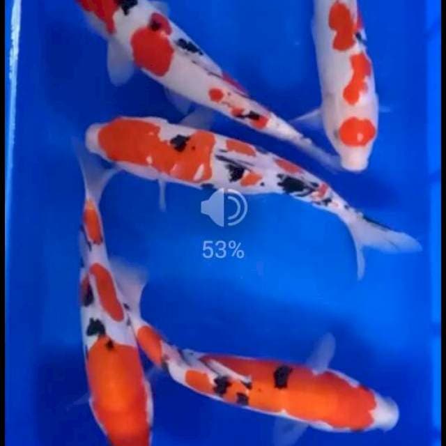 Mix 5 Koi Super