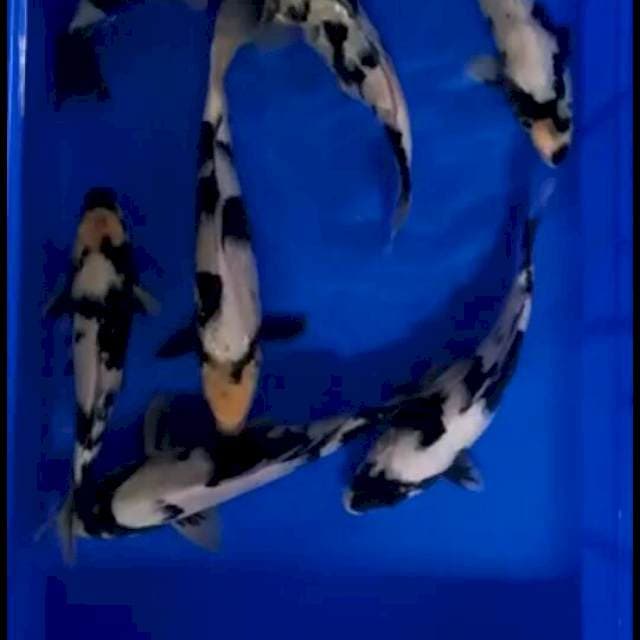Mix 7 Shiro Black Mamba