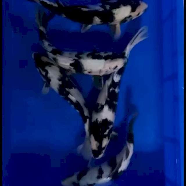 Five Super Black Mamba (Shiro)
