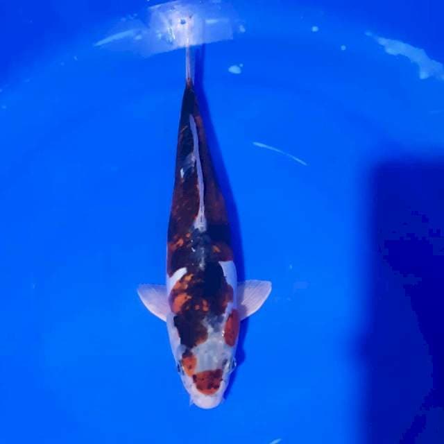 Goromo goshiki