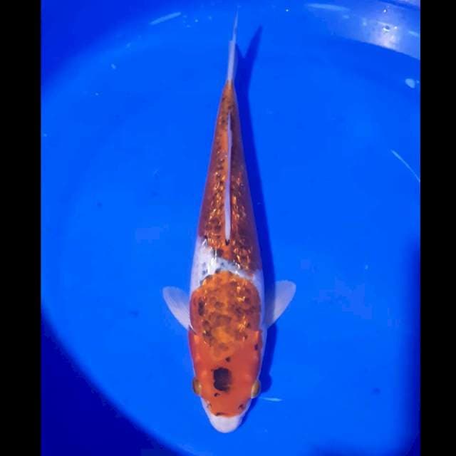 Goshiki koromo ginrin male
