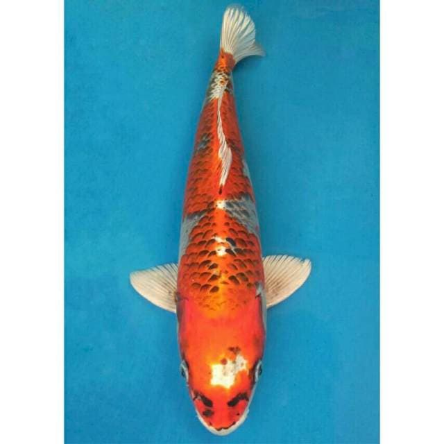 Genjiro Jumbo Kujaku
